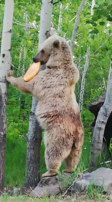 Boz ayının ağaç dalındaki ekmeği  kapması cep telefonu kamerasına yansıdı